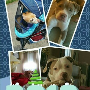 Meet your Posher, Annie